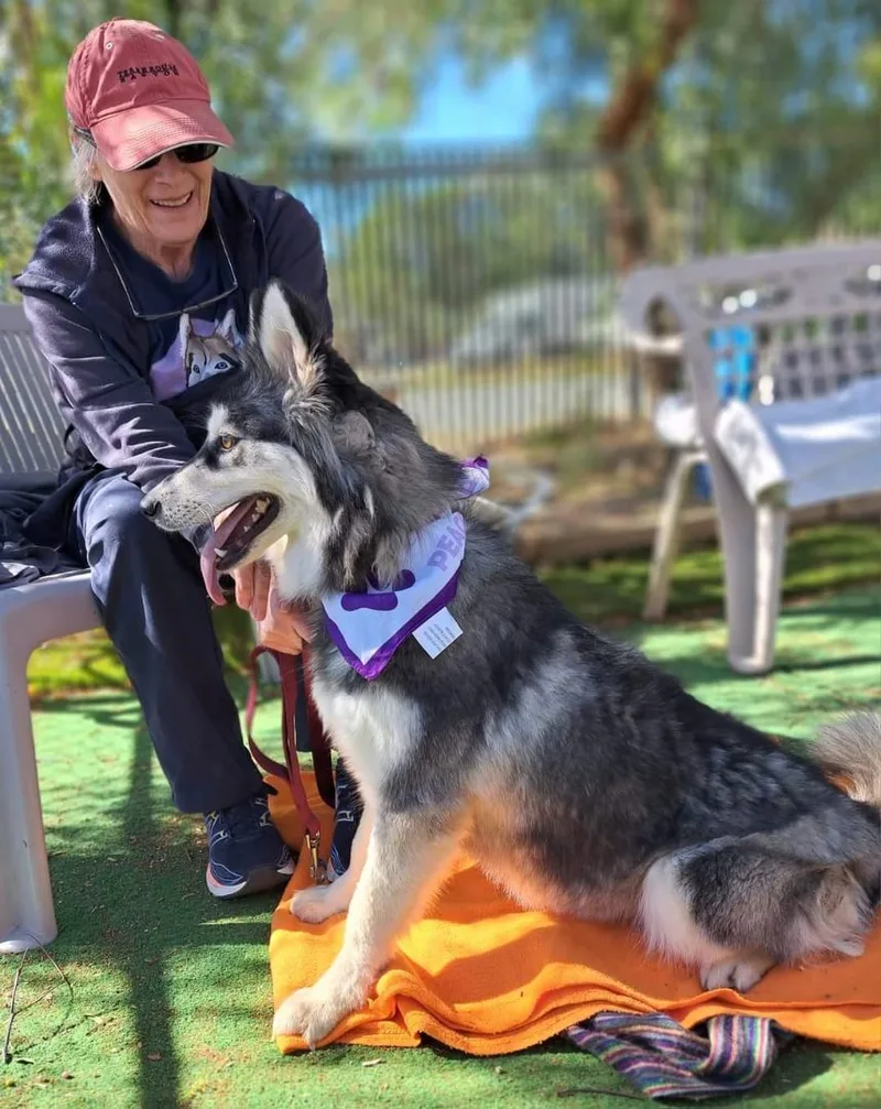 A young medium-sized female Siberian Husky dog named Aimee for adoption in Valencia, CA