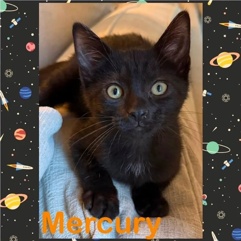 A baby small-sized male Black Domestic Short Hair cat named Mercury for adoption in Orangevale, CA