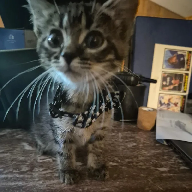 A baby small-sized male Domestic Short Hair cat named Mr. Wobbles for adoption in Kingman, KS