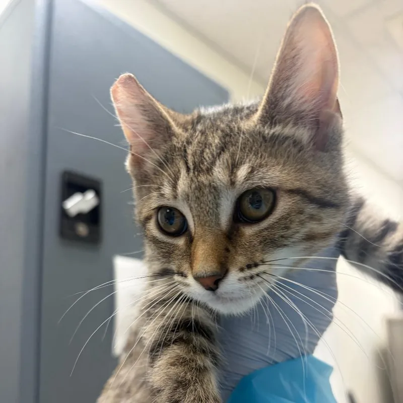 A baby small-sized female Brown / Chocolate Domestic Short Hair cat named Field Supervisor for adoption in Pekin, IL