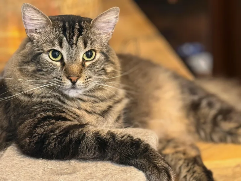 Stanley  Mr Personality thumbnail 3