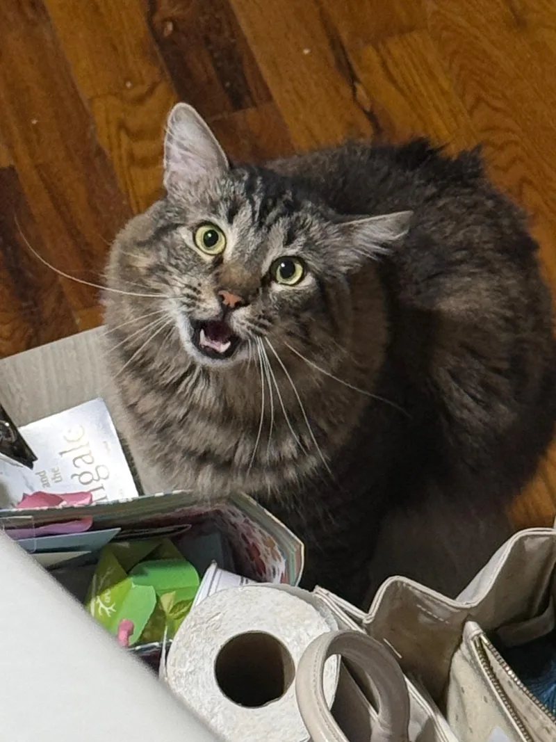 Stanley  Mr Personality thumbnail 5