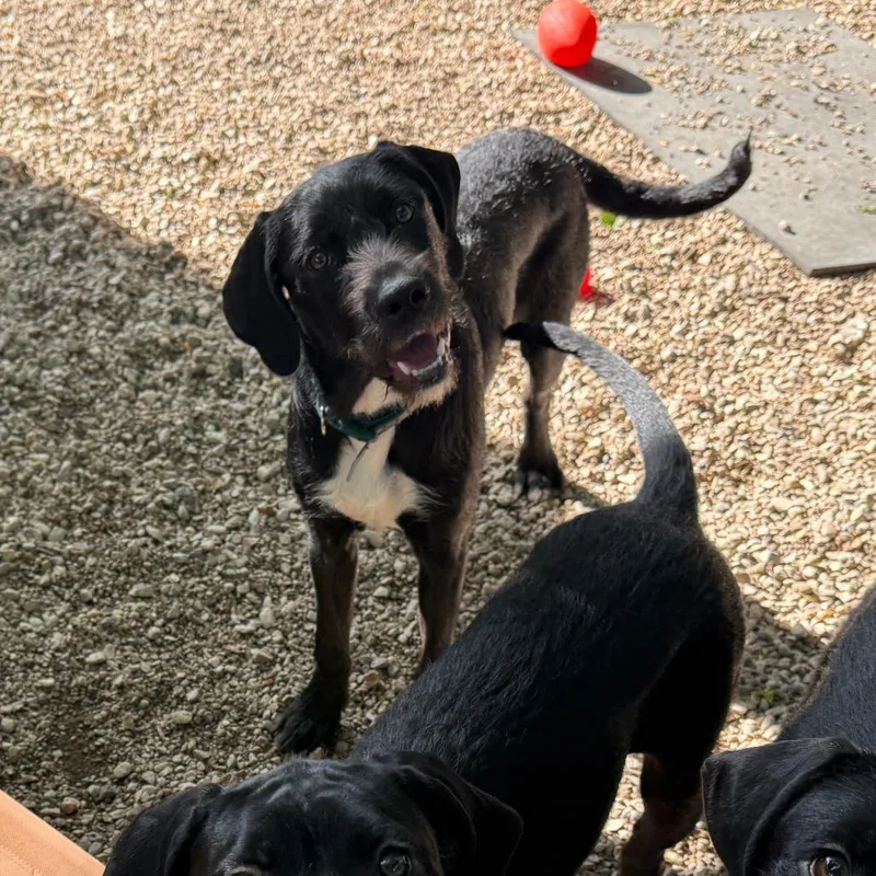 A young large-sized female Black German Wirehaired Pointer dog named Maddie for adoption in Madison, WI