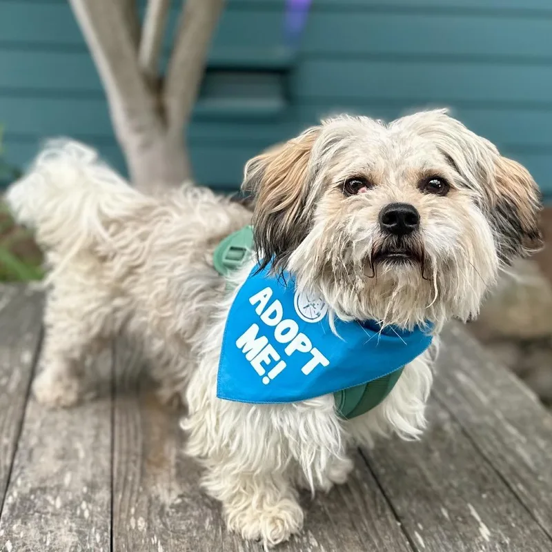 An adult small-sized male Yellow / Tan / Blond / Fawn Lhasa Apso dog named Woody for adoption in Pacific Grove, CA
