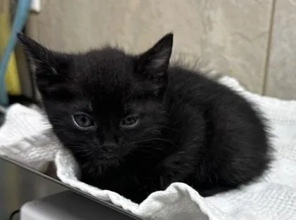 A baby small-sized female Domestic Short Hair cat named Storm for adoption in Honolulu, HI