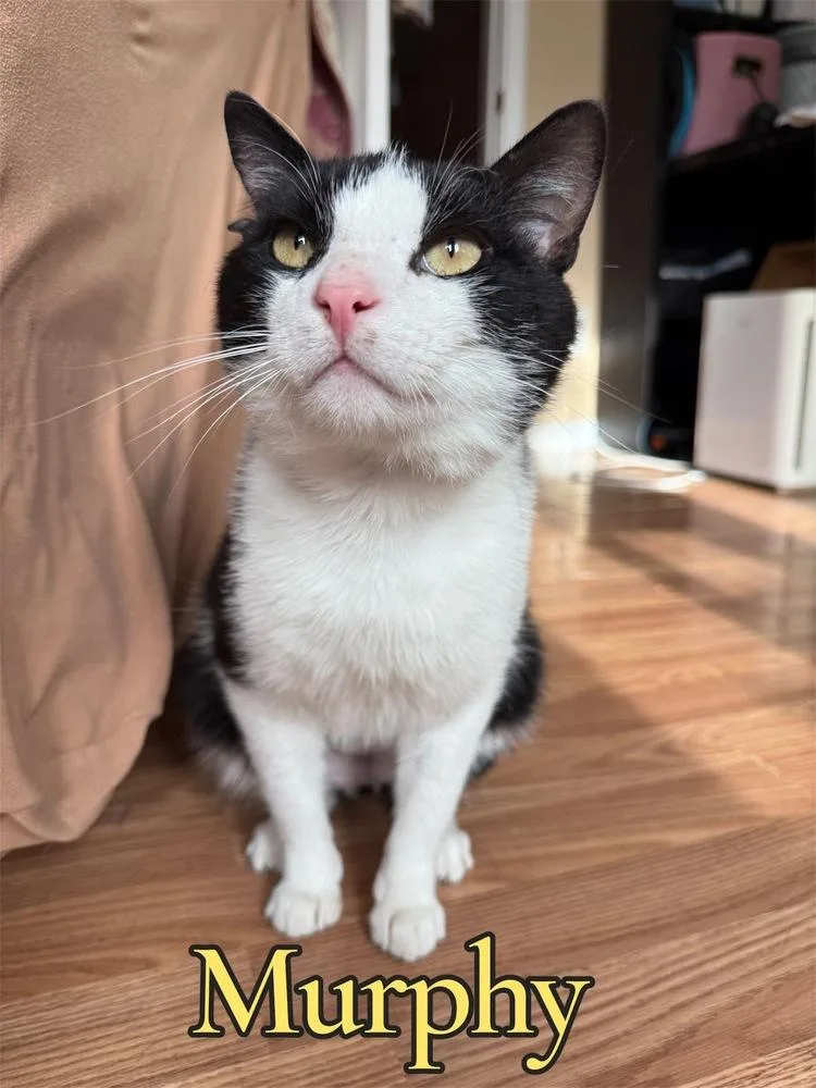 An adult large-sized male Black & White / Tuxedo Domestic Short Hair cat named Murphy for adoption in West Mifflin, PA