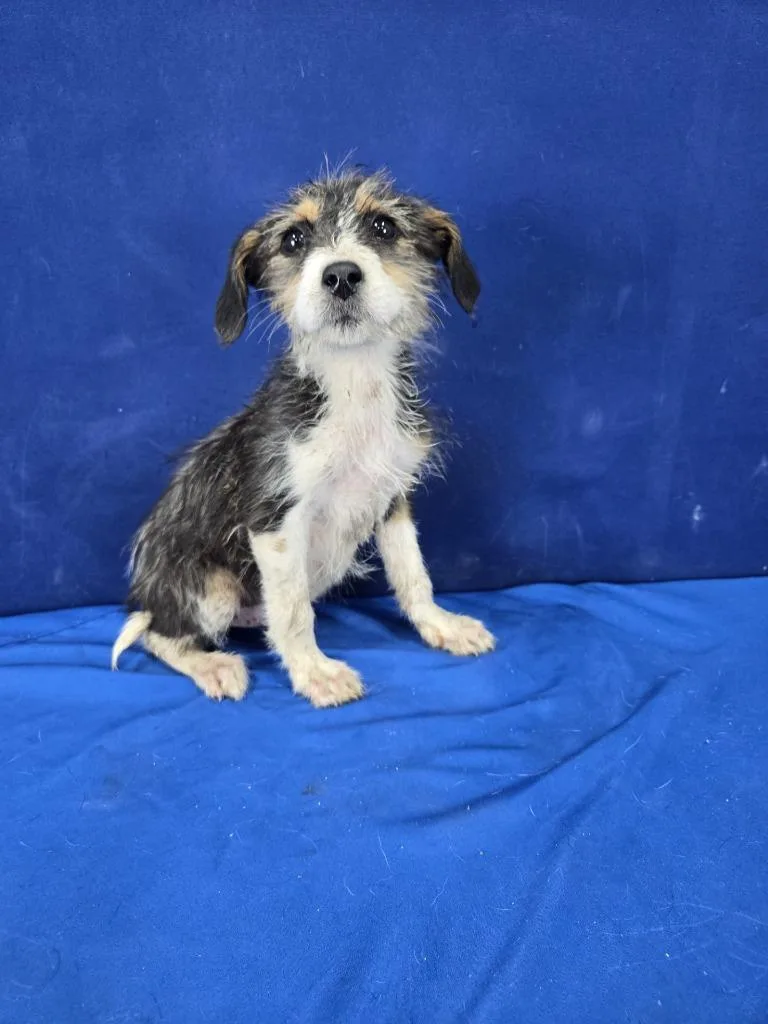 A baby large-sized female Mixed Breed dog named Fable for adoption in Ruston, LA