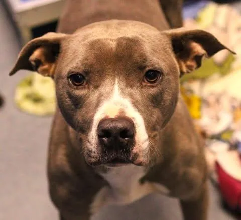An adult medium-sized female Gray / Blue / Silver Pit Bull Terrier dog named 26-01746 for adoption in Fredericksburg, VA