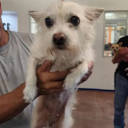 A young small-sized female Yellow / Tan / Blond / Fawn Terrier dog named Waitress A for adoption in Mission Hills, CA