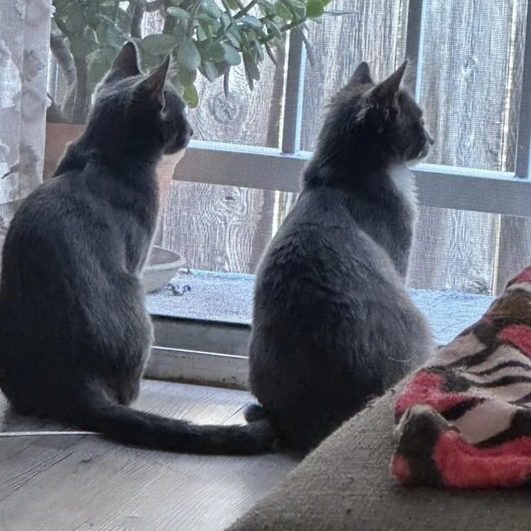 A baby medium-sized female Gray / Blue / Silver Domestic Medium Hair cat named Bounty for adoption in Los Angeles, CA