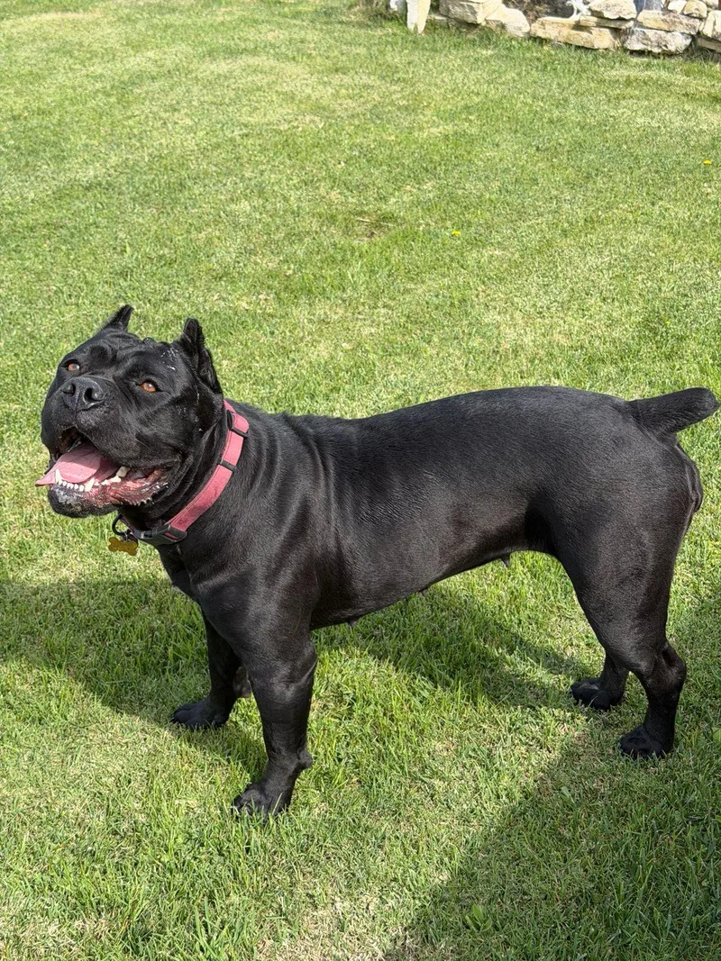 A young large-sized female Black Cane Corso dog named Bernice for adoption in Los Angeles, CA