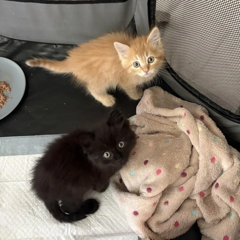 A baby small-sized male Black Domestic Medium Hair cat named Cole for adoption in Westminster, CA