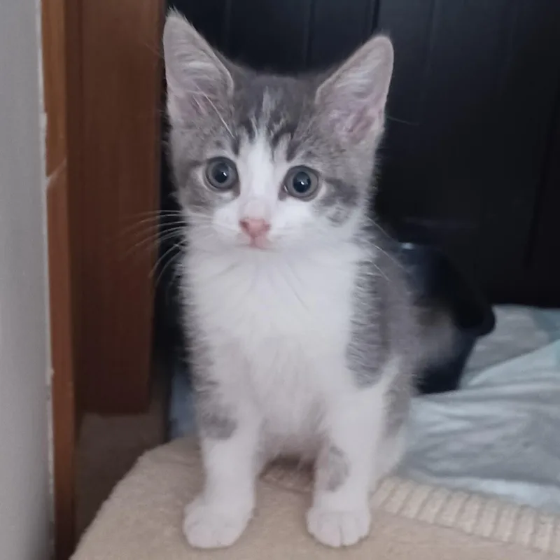 A baby medium-sized male Domestic Short Hair cat named Rocky for adoption in Bolingbrook, IL