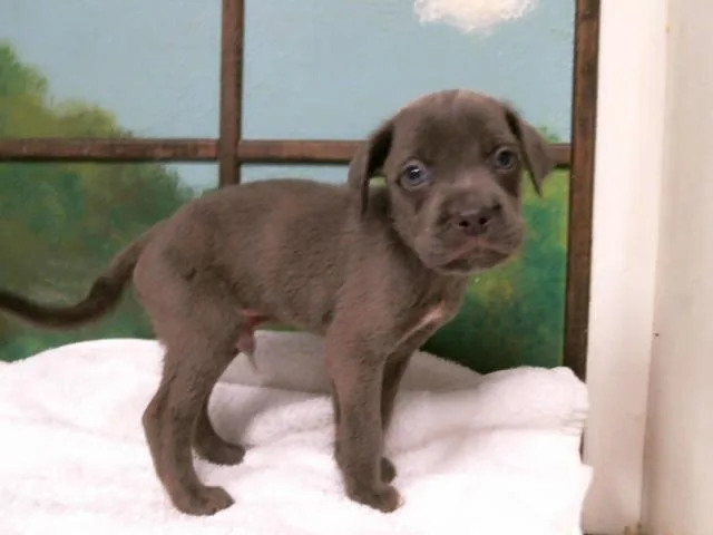 A baby small-sized male Staffordshire Bull Terrier dog named Kai for adoption in Houston, TX