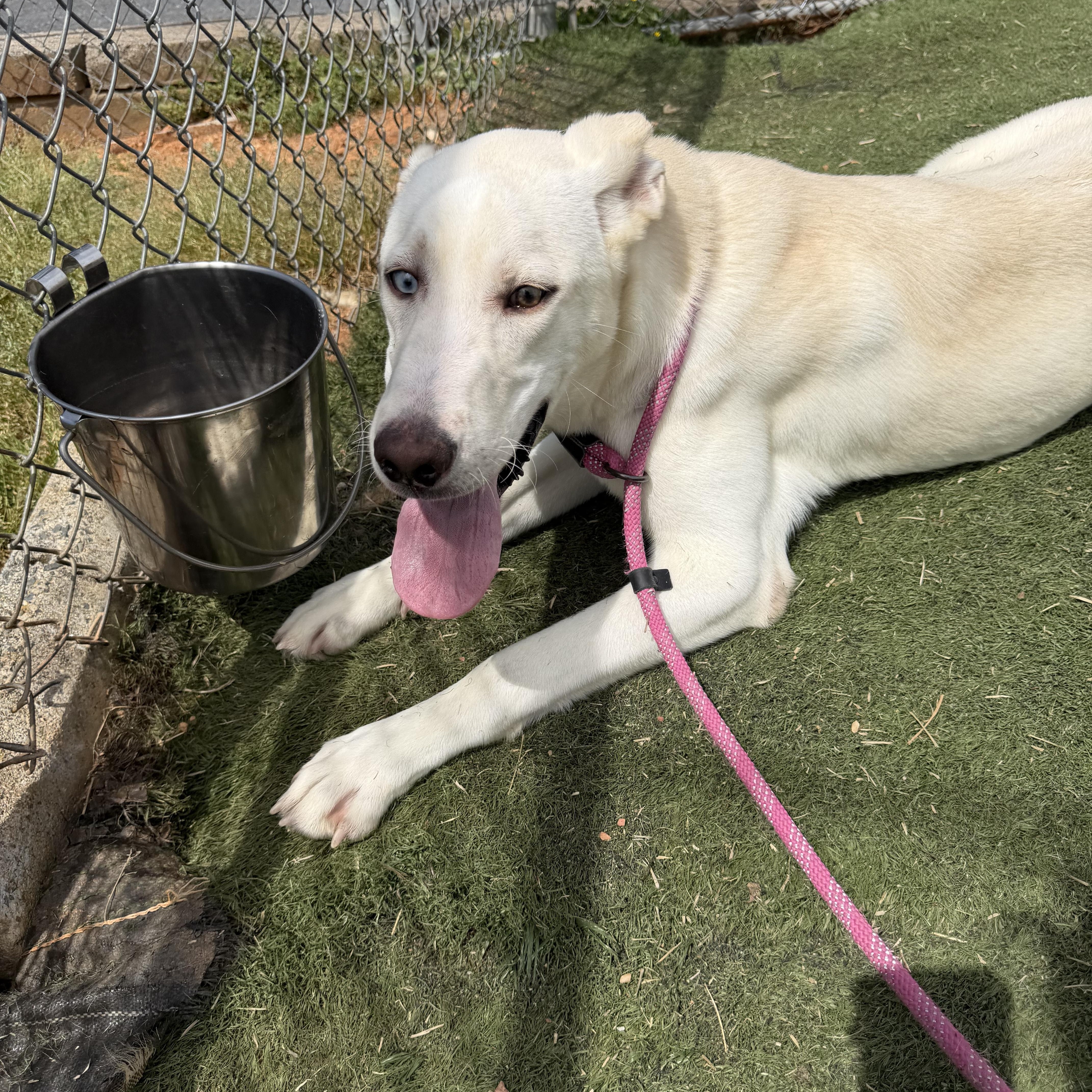 A young medium-sized male White / Cream Husky dog named Hank for adoption in Albemarle, NC