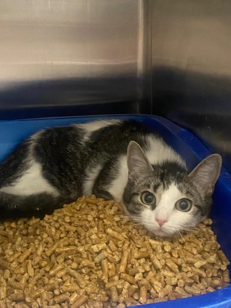 A baby medium-sized female Domestic Short Hair cat named Pebbles for adoption in Athens, TN