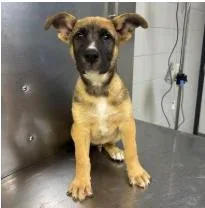 A baby medium-sized male Mixed Breed dog named D for adoption in West Chester, PA