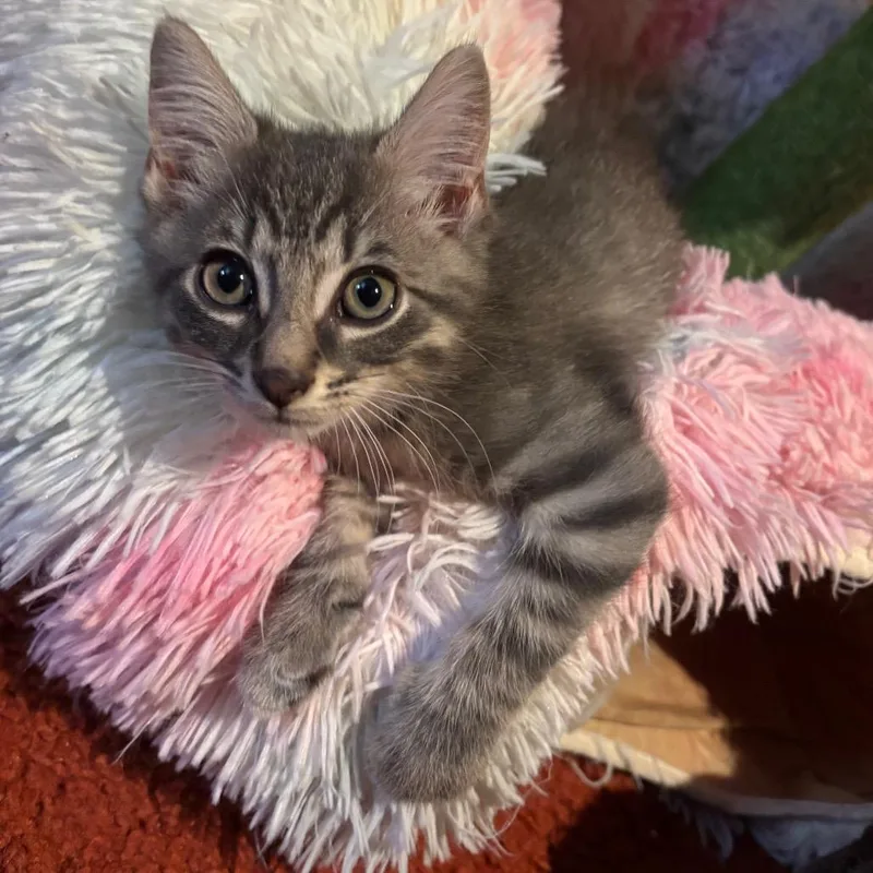 A baby small-sized male Gray / Blue / Silver Domestic Medium Hair cat named Link for adoption in Woodbury, NJ