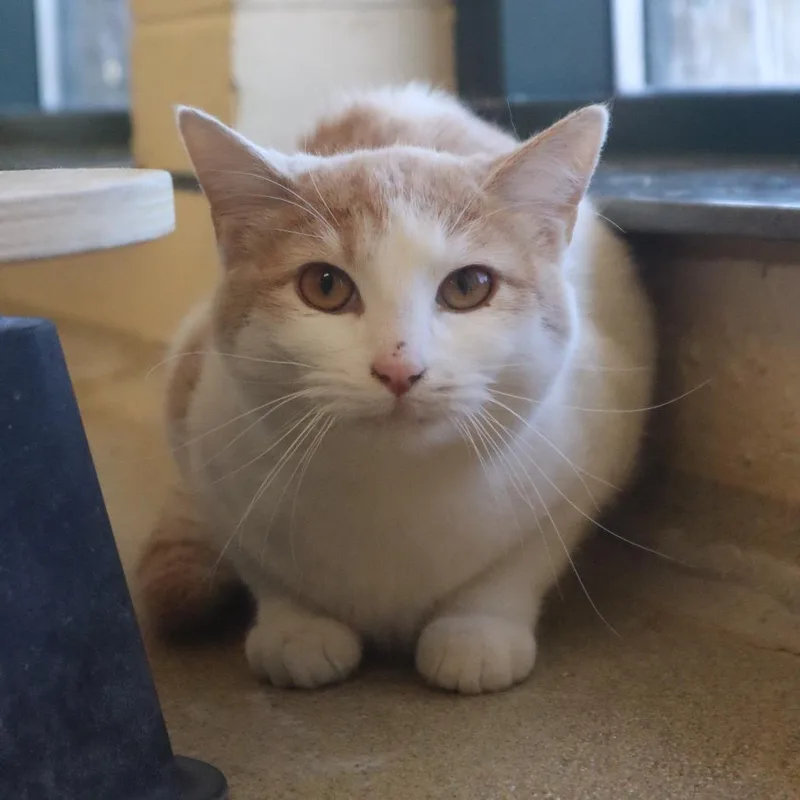 A young medium-sized female Orange / Red Domestic Short Hair cat named Little Debbie for adoption in Waukesha, WI