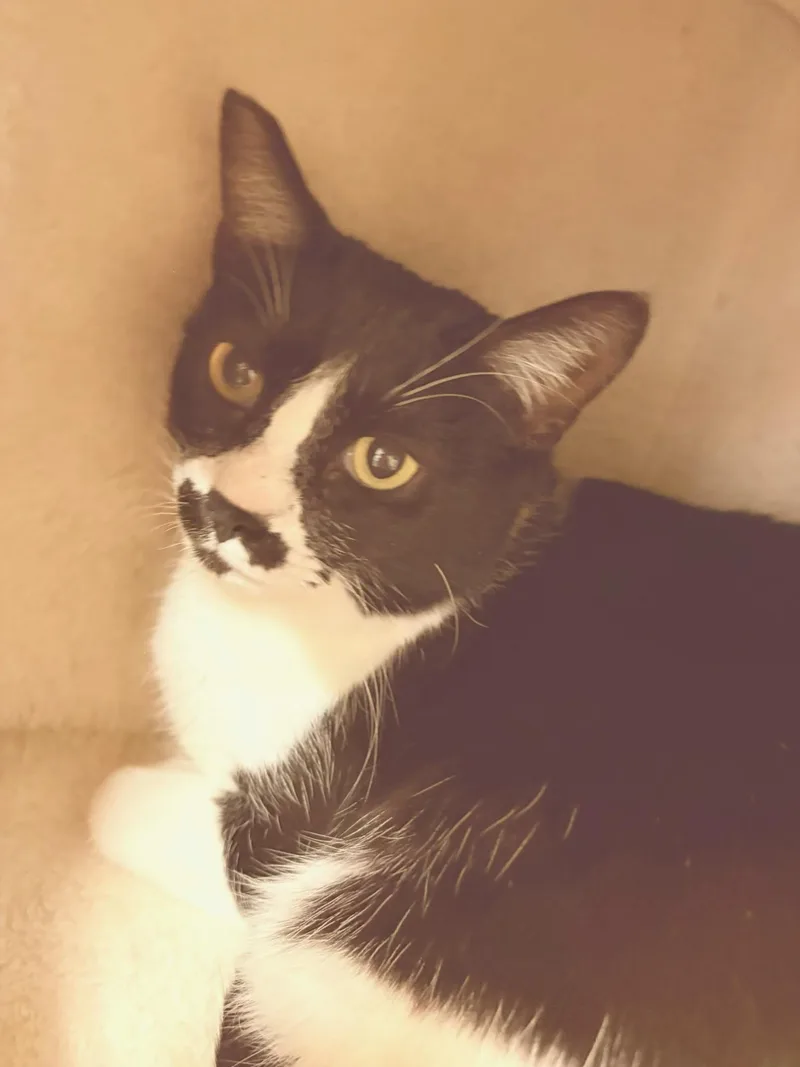 An adult medium-sized female Black & White / Tuxedo Domestic Short Hair cat named Frida for adoption in Joshua Tree, CA