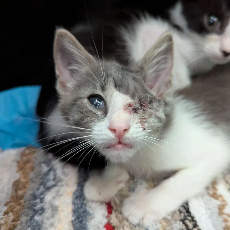 A baby small-sized male Tabby (Gray / Blue / Silver) Domestic Short Hair cat named Mike Wazowski for adoption in Ocala, FL