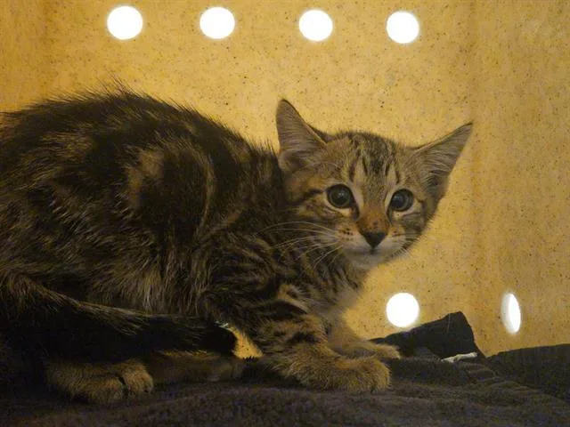 A baby small-sized male Domestic Short Hair cat named Lazer for adoption in Tustin, CA