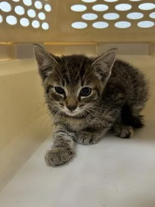 A baby small-sized female Domestic Short Hair cat named Paisley for adoption in West Chester, PA