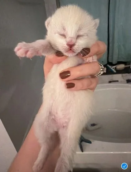A baby small-sized female Siamese cat named Jigglypuff for adoption in Fort Worth, TX