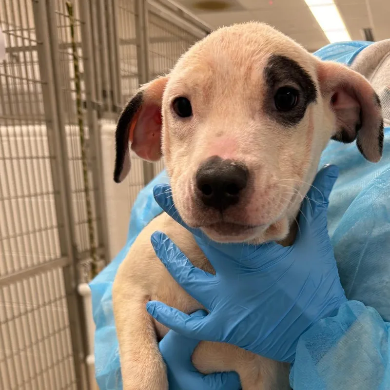 A baby small-sized female Pit Bull Terrier dog named Apple for adoption in Horn Lake, MS