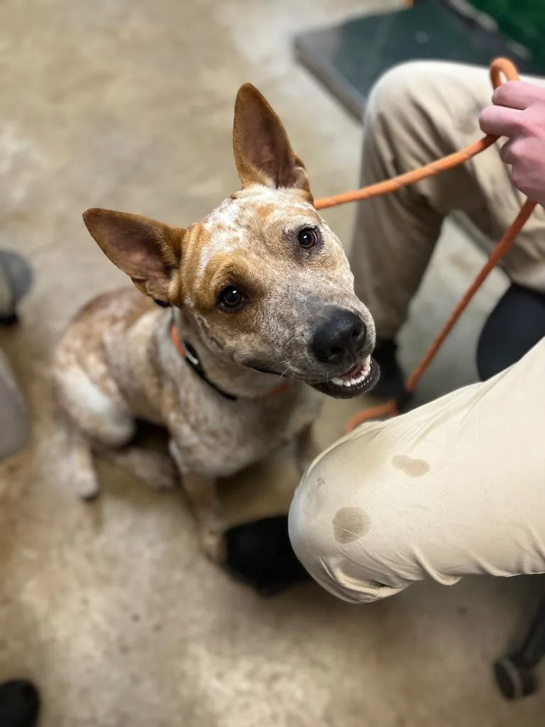 A young large-sized male Australian Cattle Dog / Blue Heeler dog named Rex for adoption in New Braunfels, TX
