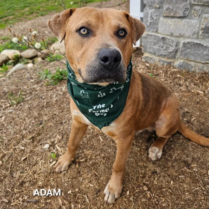 A young medium-sized male Yellow / Tan / Blond / Fawn Labrador Retriever dog named Adam for adoption in Madisonville, TN