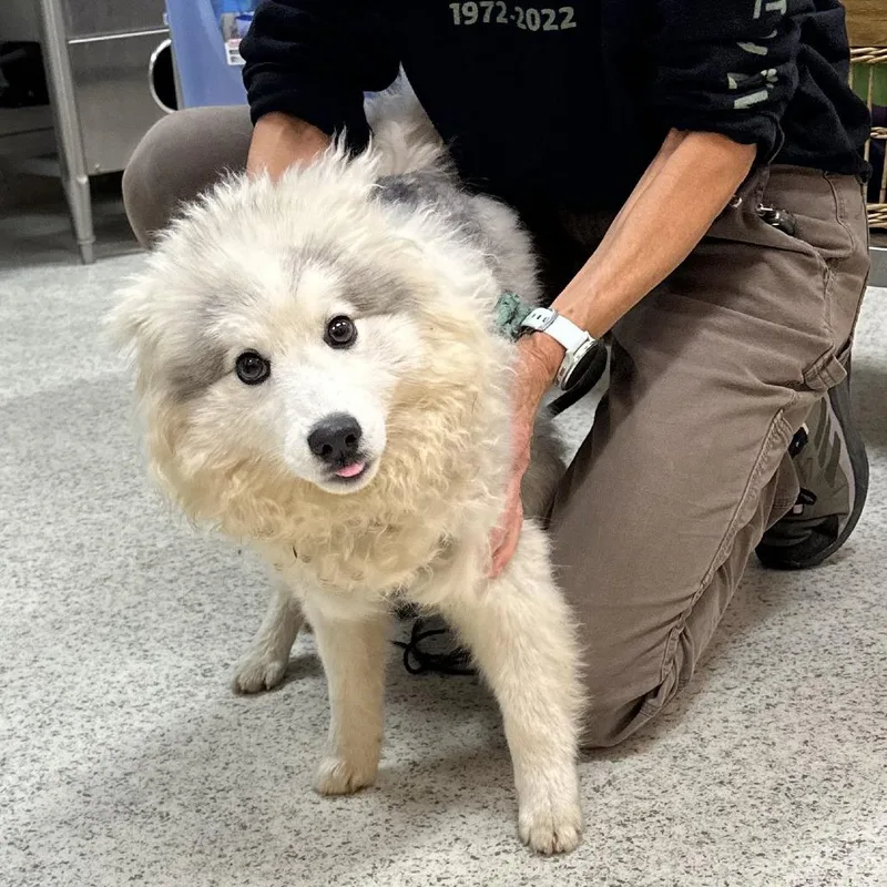 A young small-sized male Mixed Breed dog named Yeti for adoption in Hailey, ID