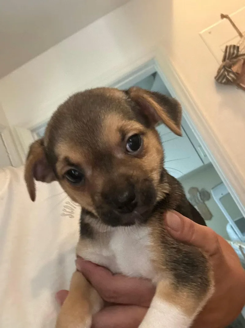 A baby small-sized female Chihuahua dog named Peppermint Patti for adoption in Matthews, NC
