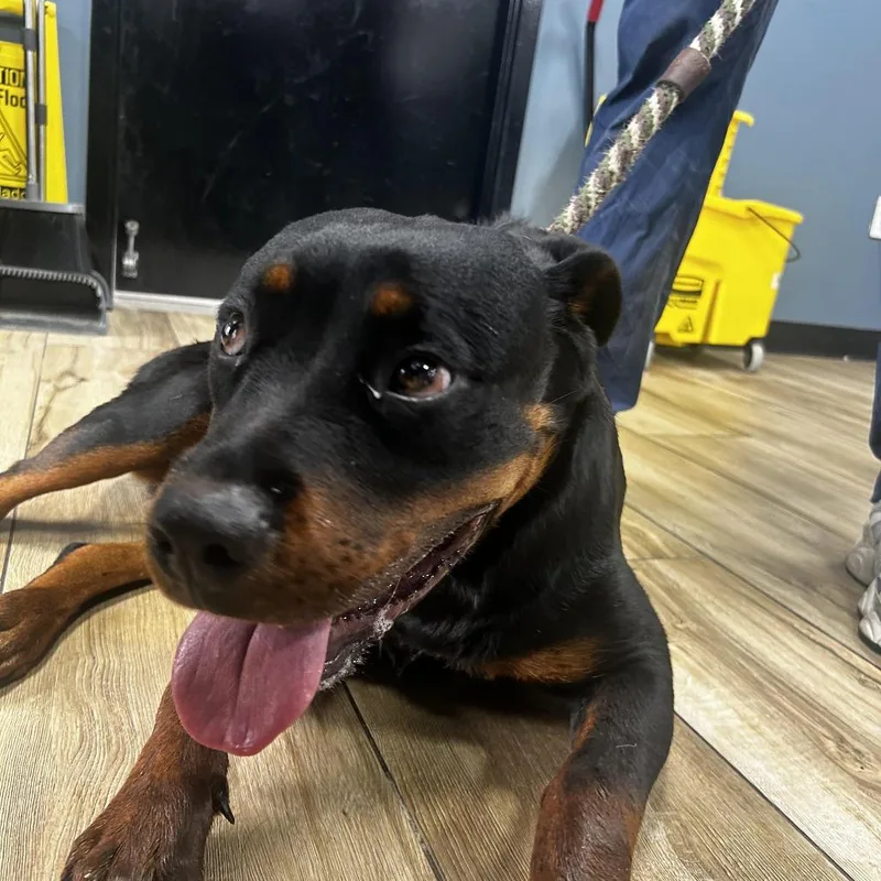 A young large-sized female Black Rottweiler dog named Layla for adoption in Newark, NJ