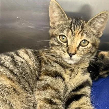 A baby small-sized female Domestic Short Hair cat named Camara for adoption in Los Angeles, CA