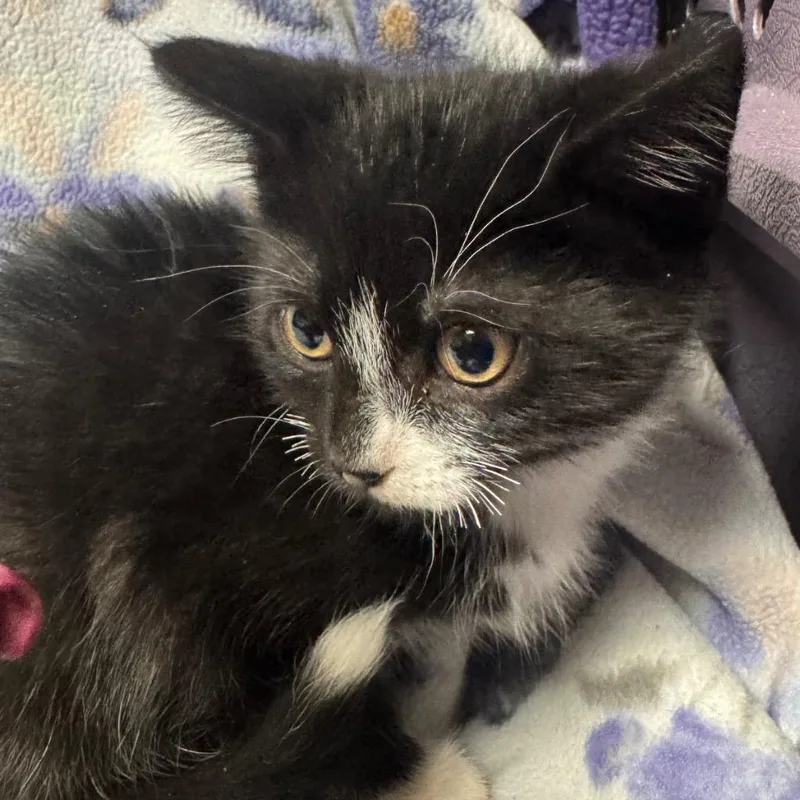 A baby small-sized male Domestic Short Hair cat named Skitter for adoption in Olean, NY