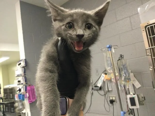 A baby small-sized female Domestic Short Hair cat named Sango for adoption in Thousand Palms, CA