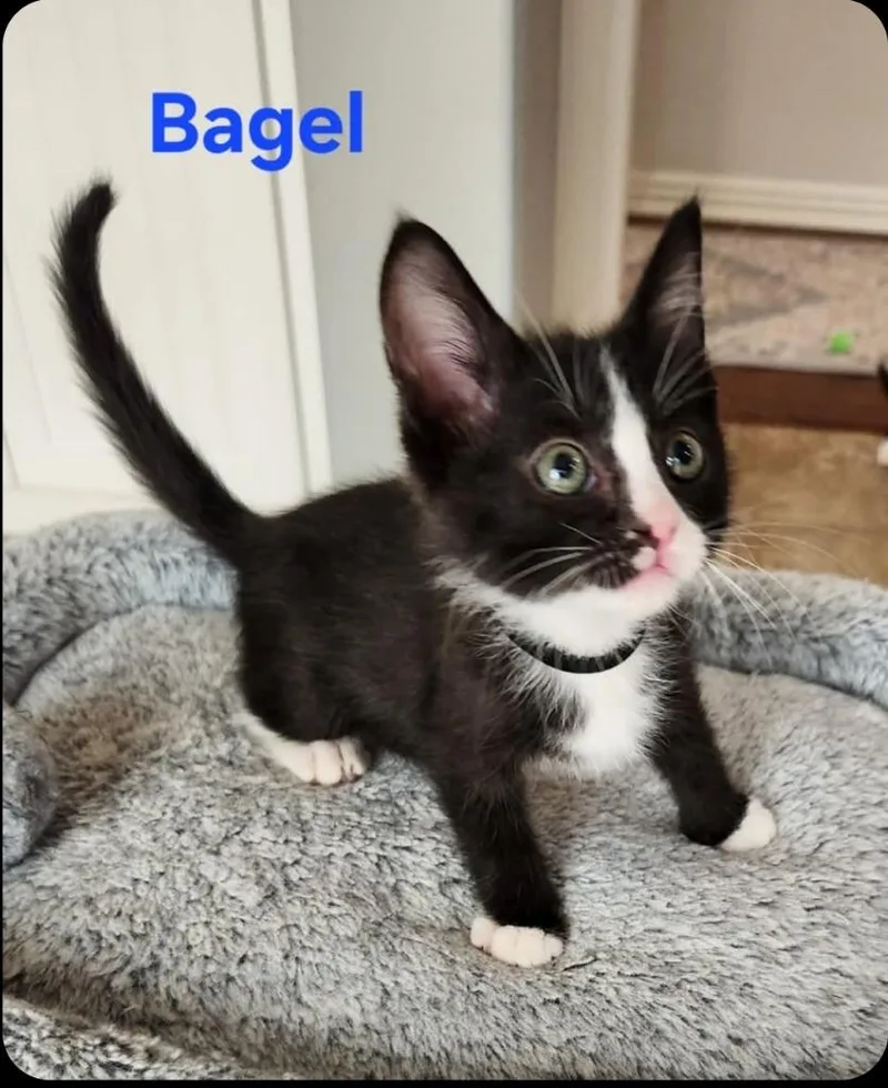 A baby small-sized male Domestic Short Hair cat named Bagel for adoption in San Jacinto, CA
