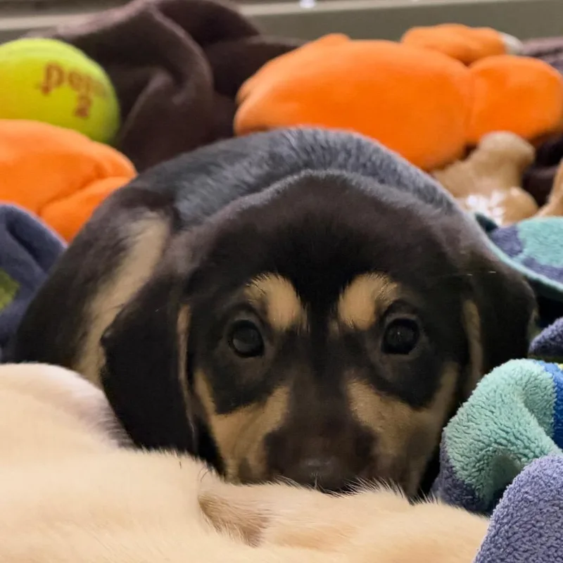 A baby small-sized female Black Mixed Breed dog named Jill for adoption in West Palm Beach, FL