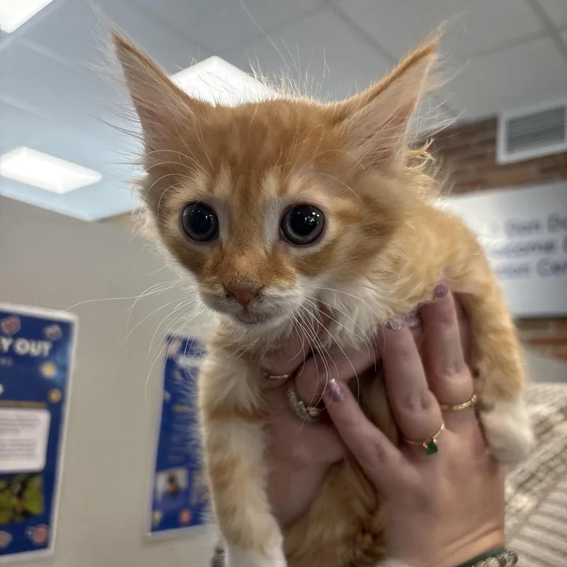 A baby small-sized male Domestic Short Hair cat named KoolAid Man for adoption in Allentown, PA