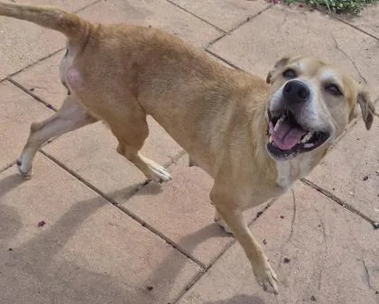 A senior large-sized female Pit Bull Terrier dog named Ginger for adoption in Shreveport, LA