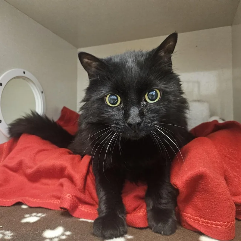A senior large-sized female Black Domestic Medium Hair cat named Midnight for adoption in Conway, NH