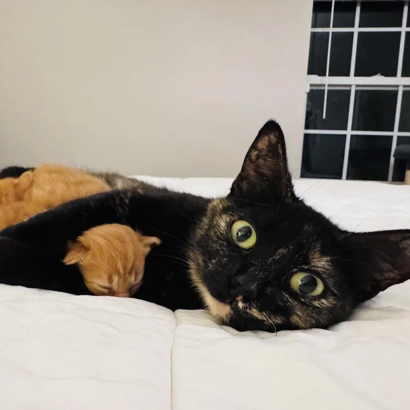 A young medium-sized female Tortoiseshell Domestic Short Hair cat named Queenie for adoption in Chattanooga, TN