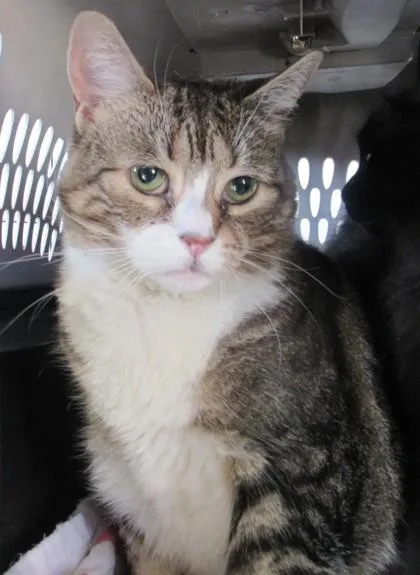 A senior large-sized female Domestic Medium Hair cat named Hershey; Bonded W Fluffy for adoption in West Memphis, AR