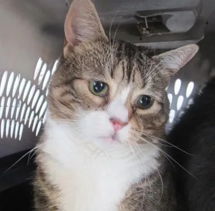 Hershey; Bonded W Fluffy thumbnail 2