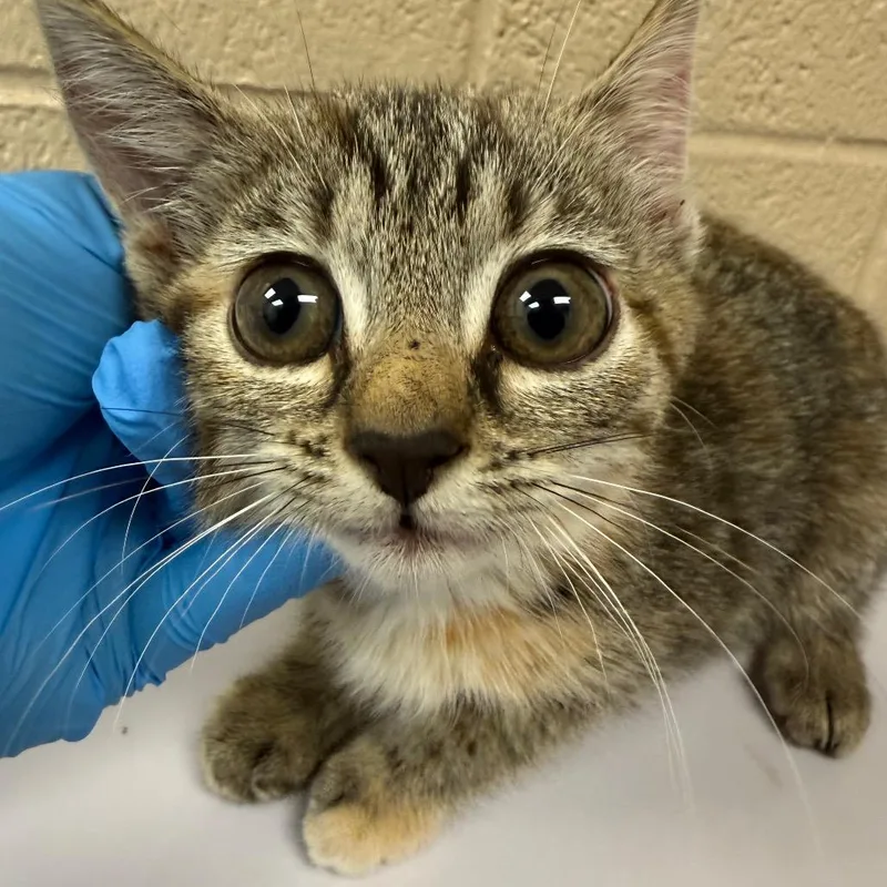 A baby small-sized female Brown / Chocolate Domestic Short Hair cat named Gingerbread for adoption in Troy, VA