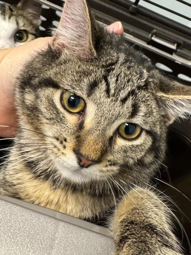 A baby medium-sized male Domestic Long Hair cat named Apex for adoption in Bloomington, IN