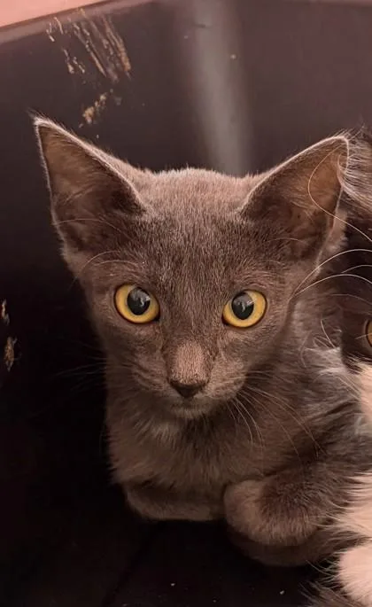 A young small-sized female Domestic Short Hair cat named Coal for adoption in Conway, AR