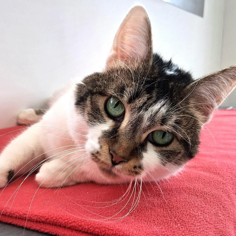 Princess thumbnail 3