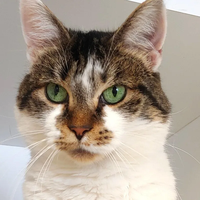 Princess thumbnail 4